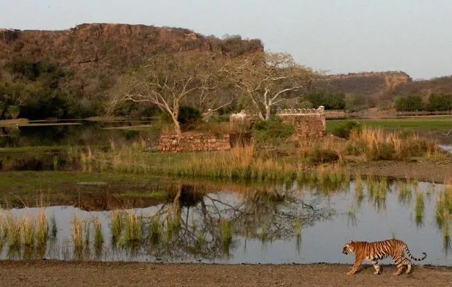 About Ranthambore Tiger Park
